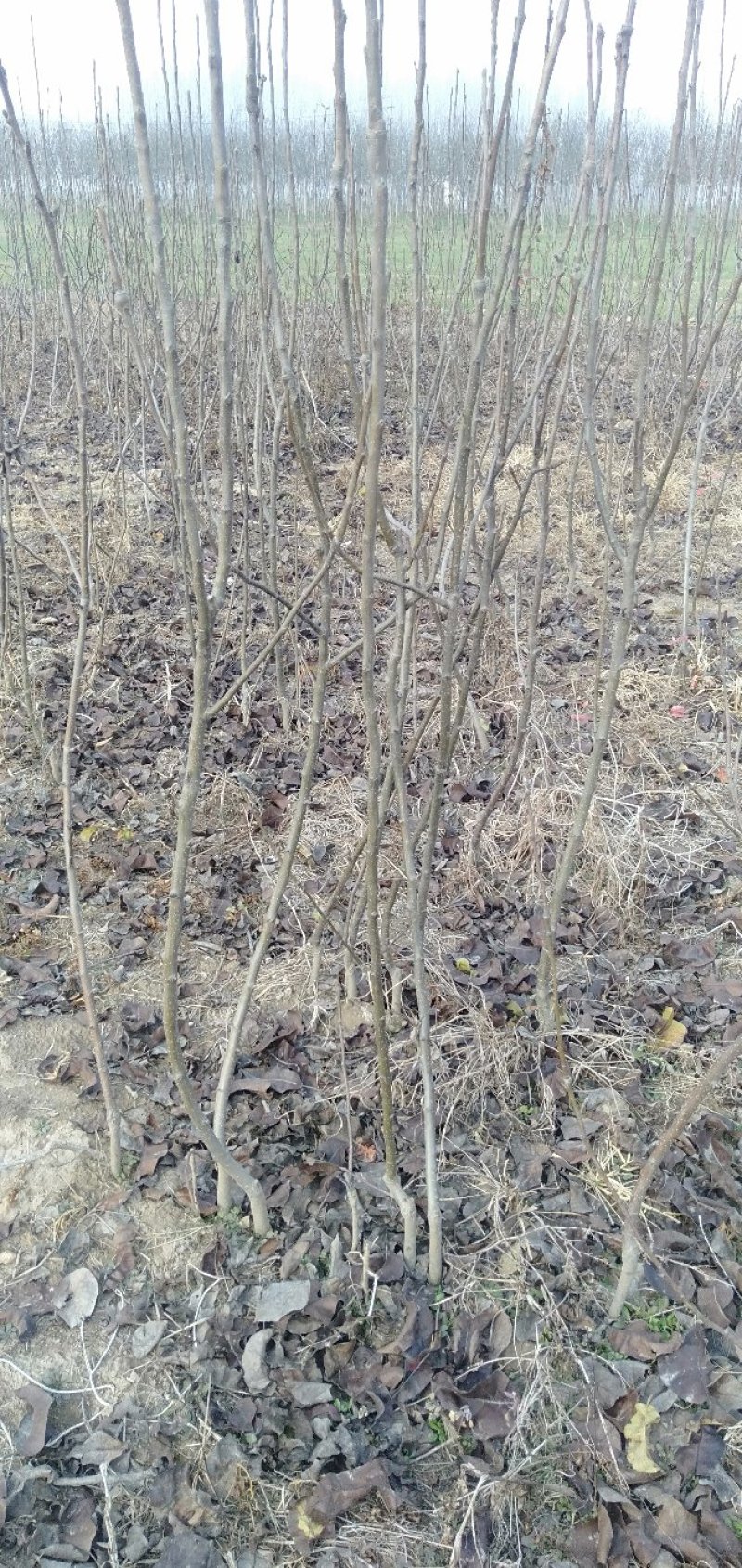 精品梨树苗大量批发0.8以上通货大小规格齐全，欢迎订购。