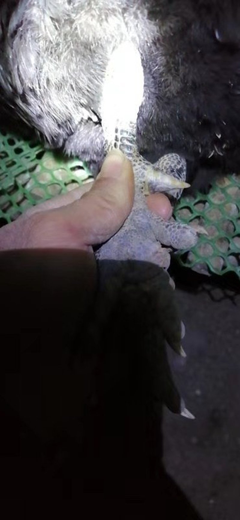 土腌鸡