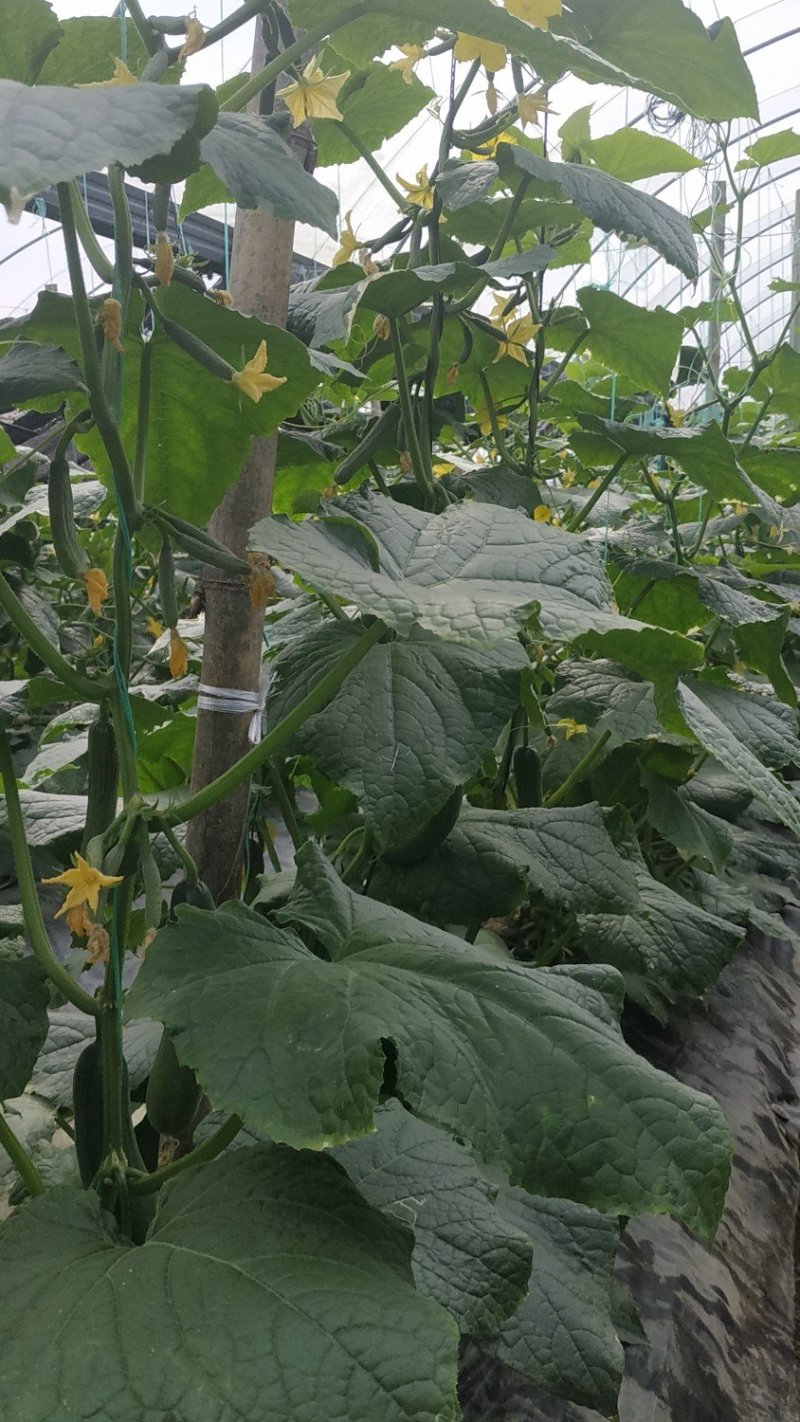油亮顺直深绿抗病口感脆甜的黄瓜种子津优101