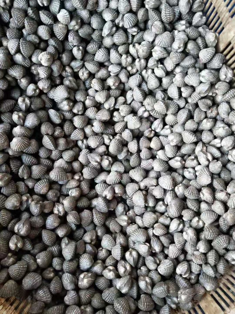 新鲜宁哈鲜活血蛤海鲜鲜活超大鲜嫩