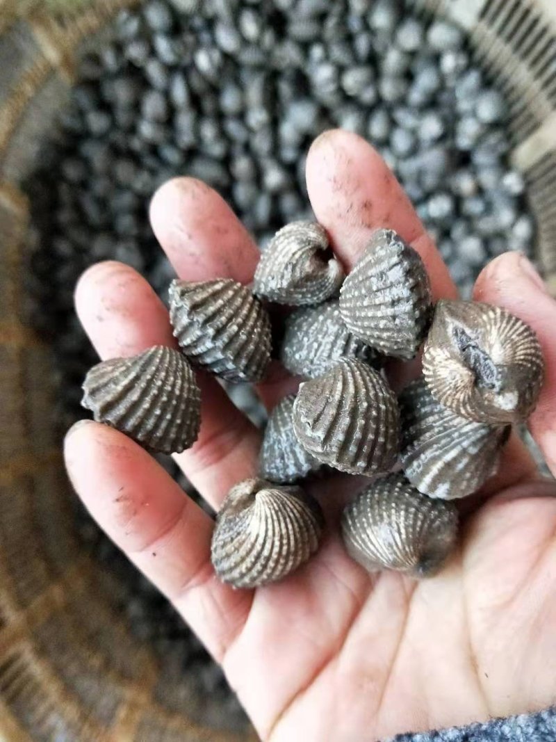 新鲜宁哈鲜活血蛤海鲜鲜活超大鲜嫩