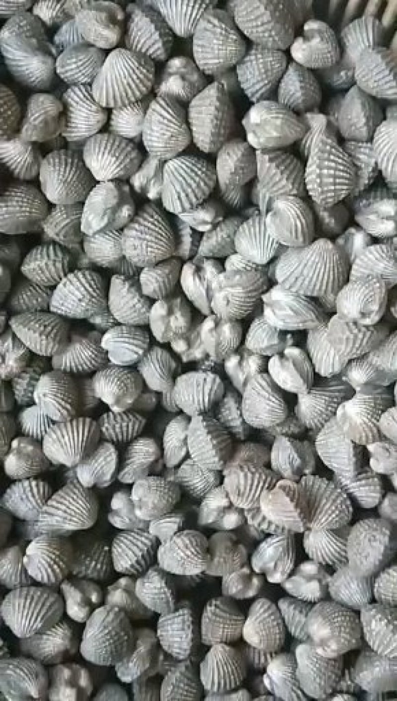 新鲜宁哈鲜活血蛤海鲜鲜活超大鲜嫩