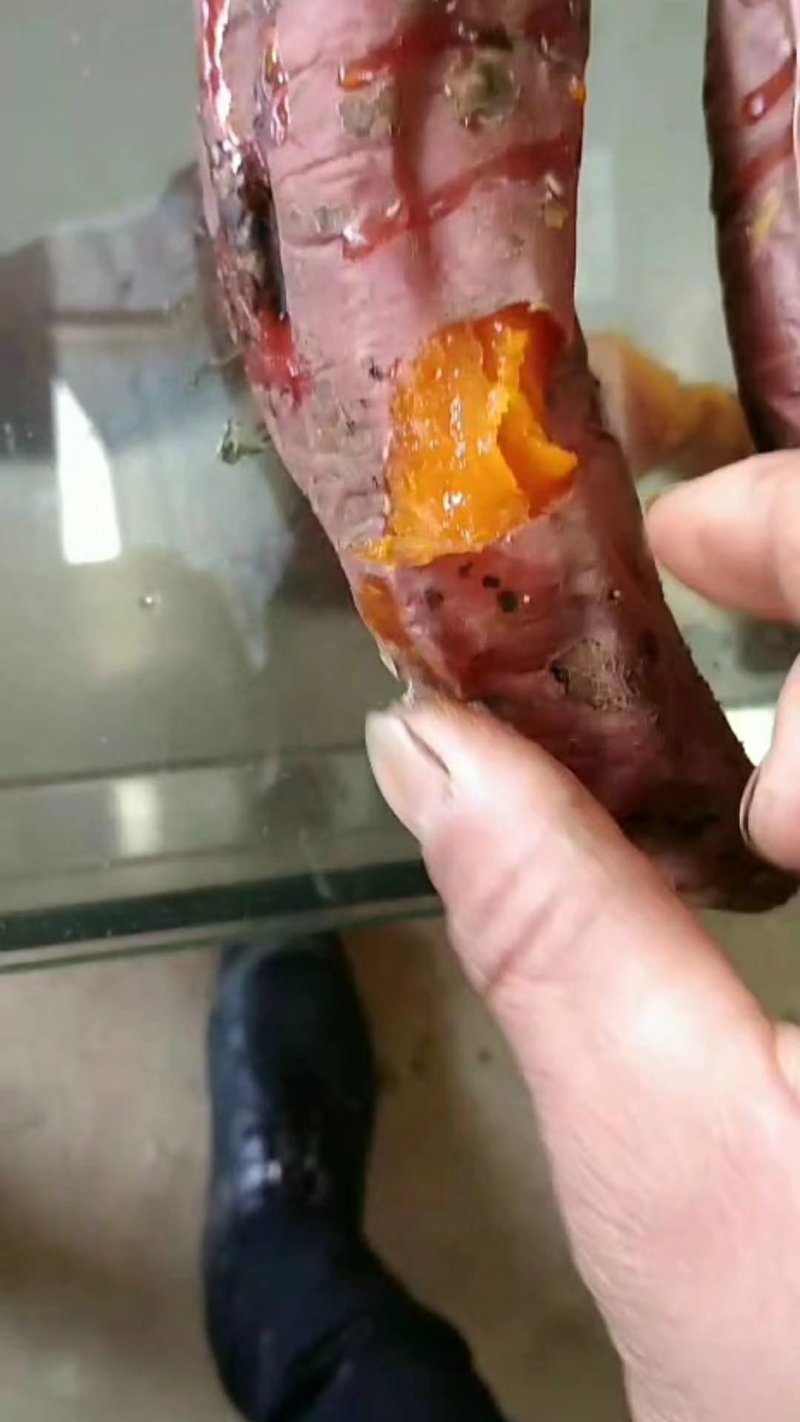 烟薯25
