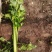 安徽芹菜，优质西芹，大棚种植，50公分左右，半斤以下