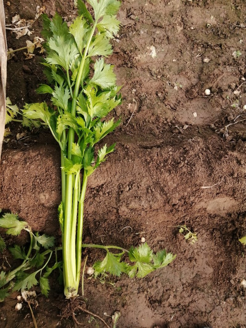 安徽芹菜，优质西芹，大棚种植，50公分左右，半斤以下