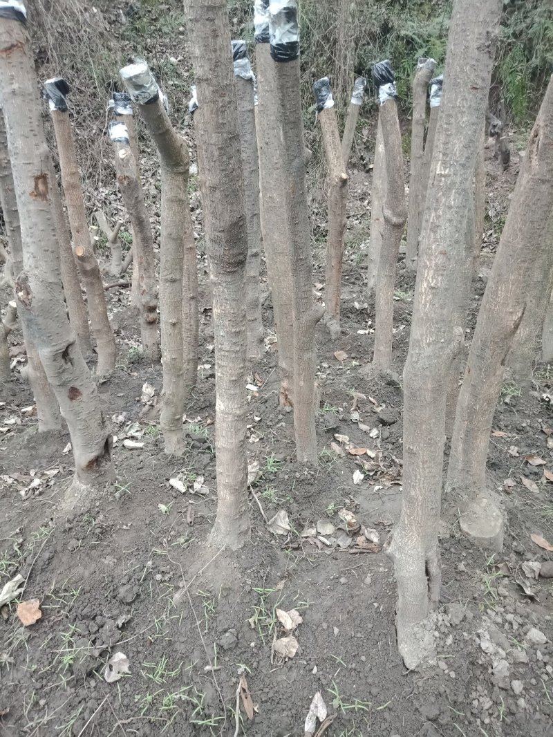 腊梅地景独杆，庭院绿化，观景素材。