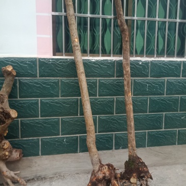 腊梅地景独杆，庭院绿化，观景素材。