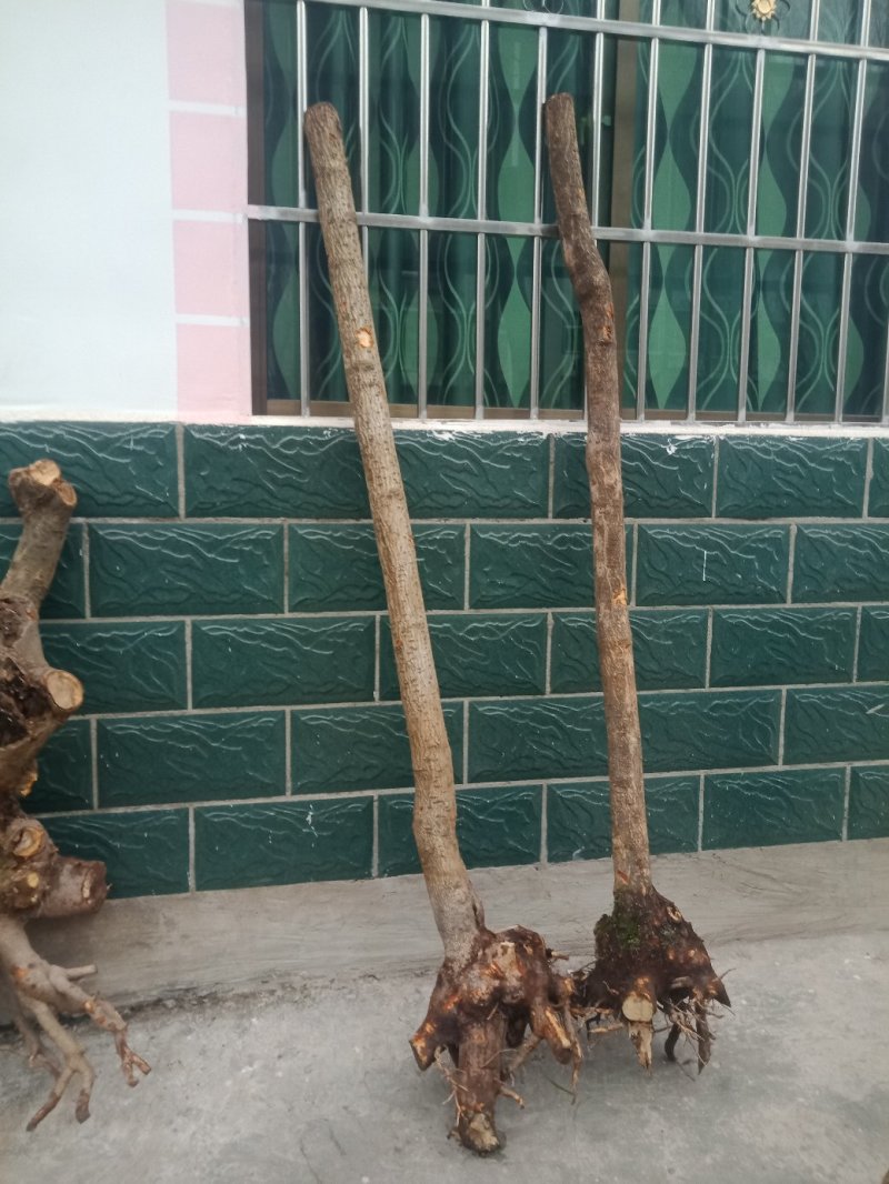 腊梅地景独杆，庭院绿化，观景素材。