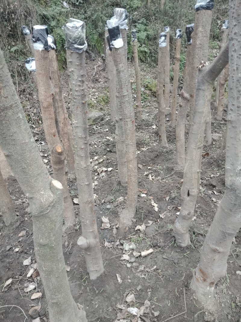 腊梅地景独杆，庭院绿化，观景素材。