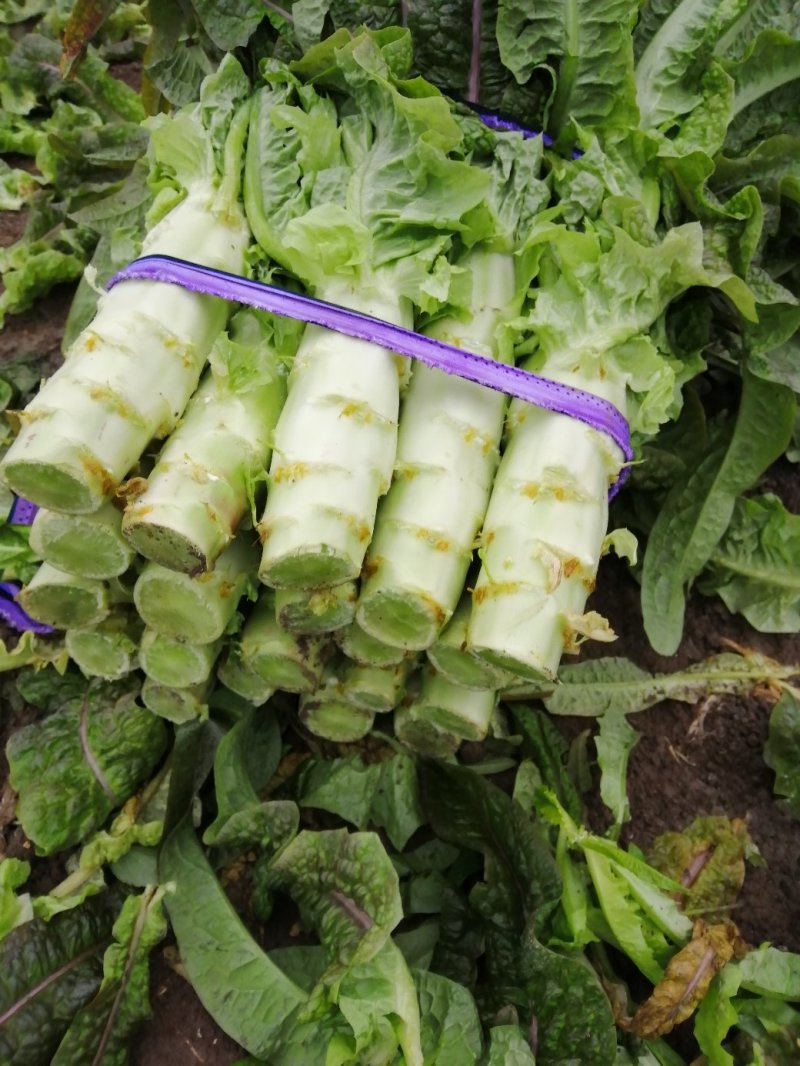 莴苣，大棚种植，红叶青肉，保质保量，可视频看货代发全国