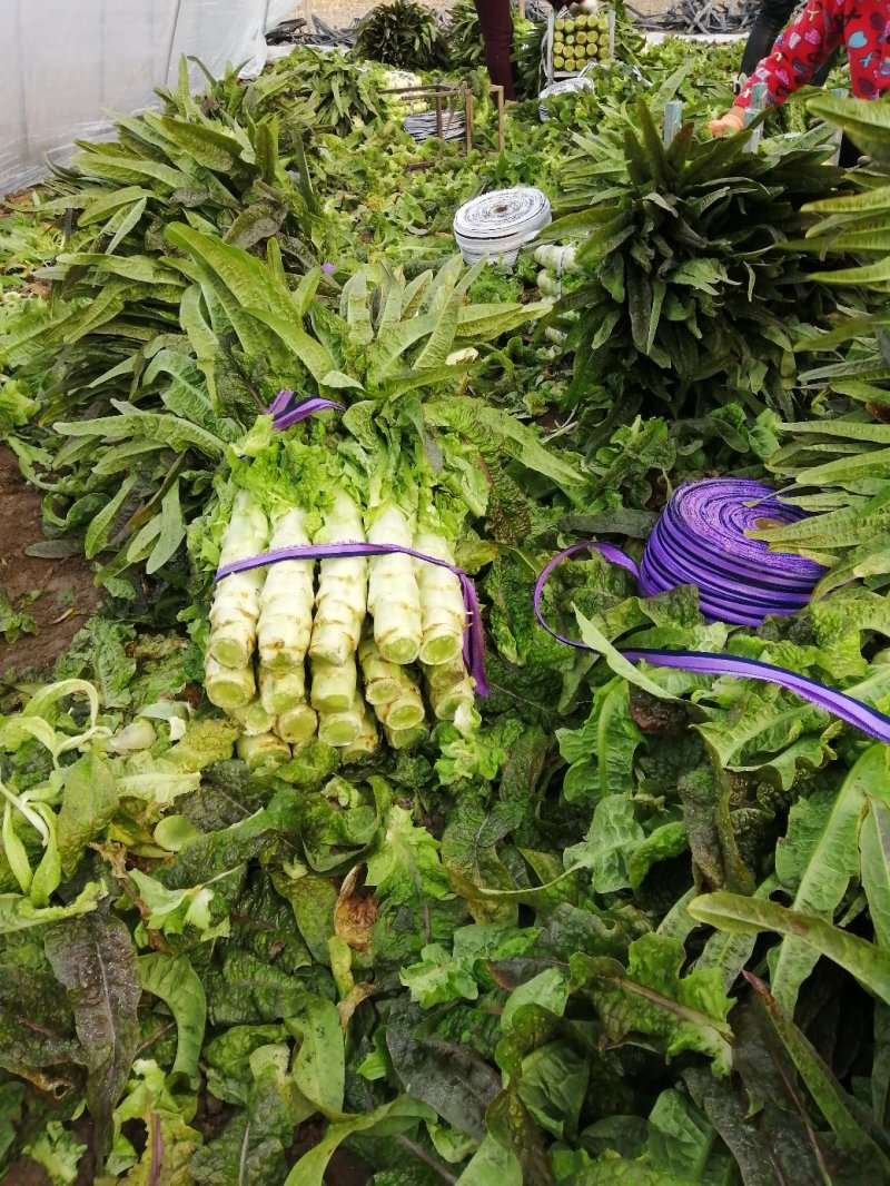 莴苣，大棚种植，红叶青肉，保质保量，可视频看货代发全国