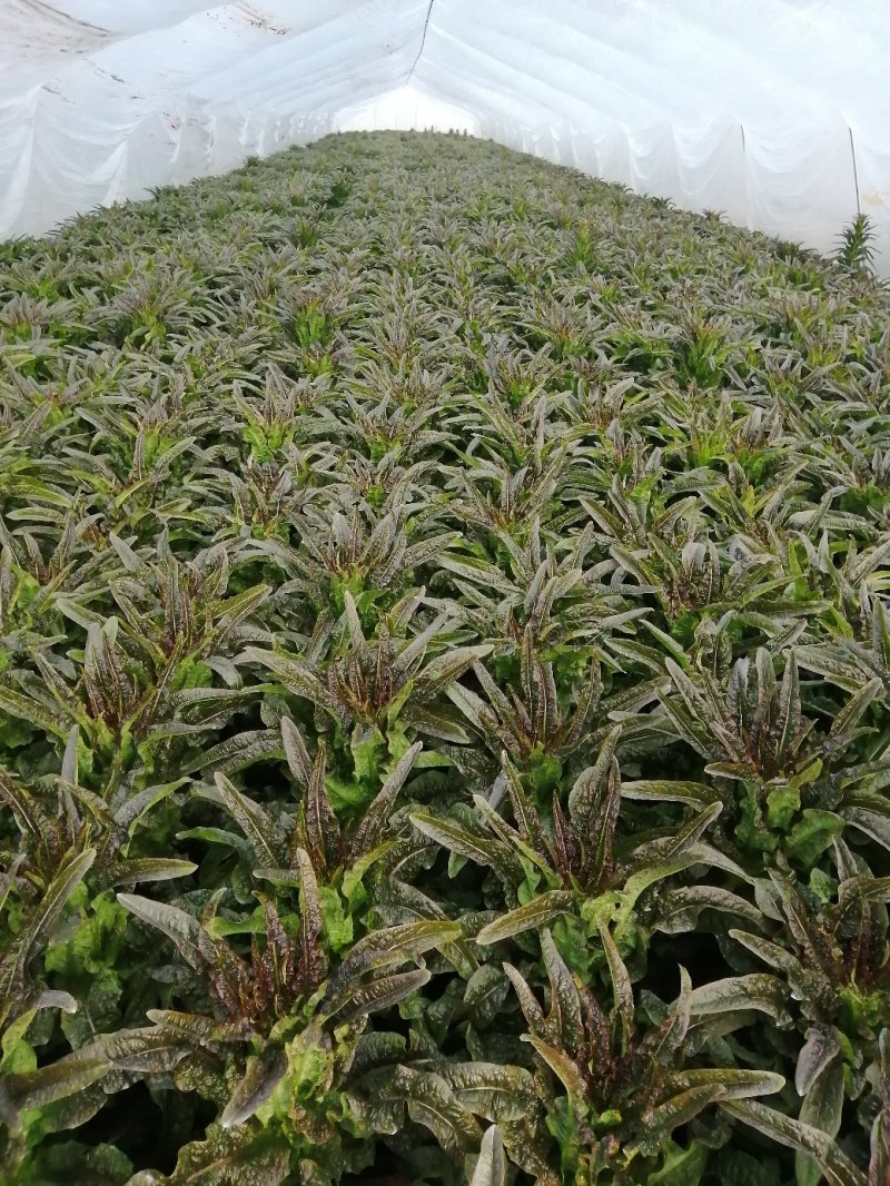 莴苣，大棚种植，红叶青肉，保质保量，可视频看货代发全国