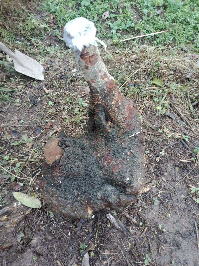 腊梅盆景小老桩，盆栽，盆景素材。