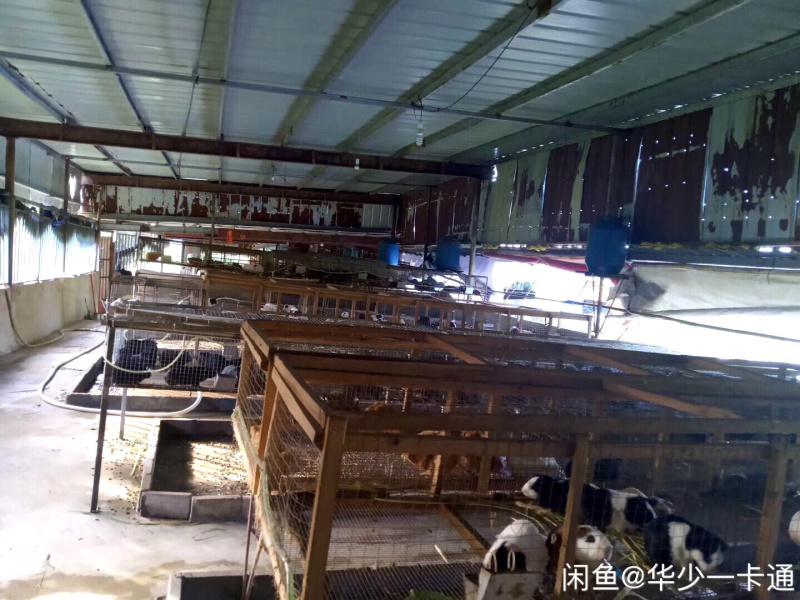 黑豚鼠
