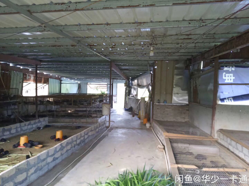 黑豚鼠