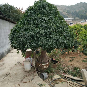 榕树盆景