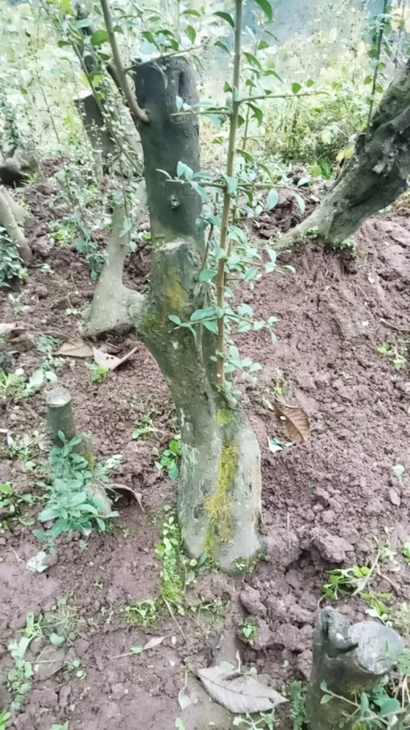 金弹子地景独杆庭院桩