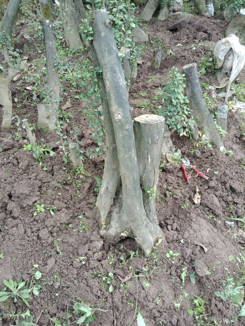 金弹子地景独杆庭院桩