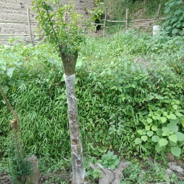 金弹子地景独杆庭院桩
