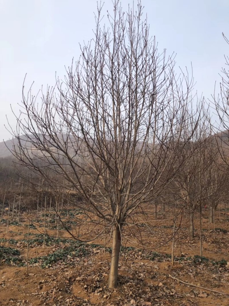 红玉兰15至18公分玉兰之乡产地直供