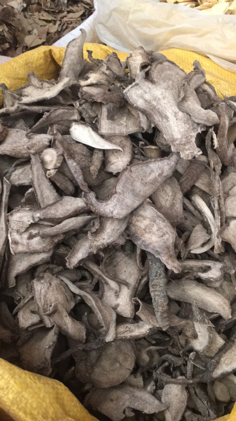 入地老鼠茉莉花根茉莉花臭茉莉