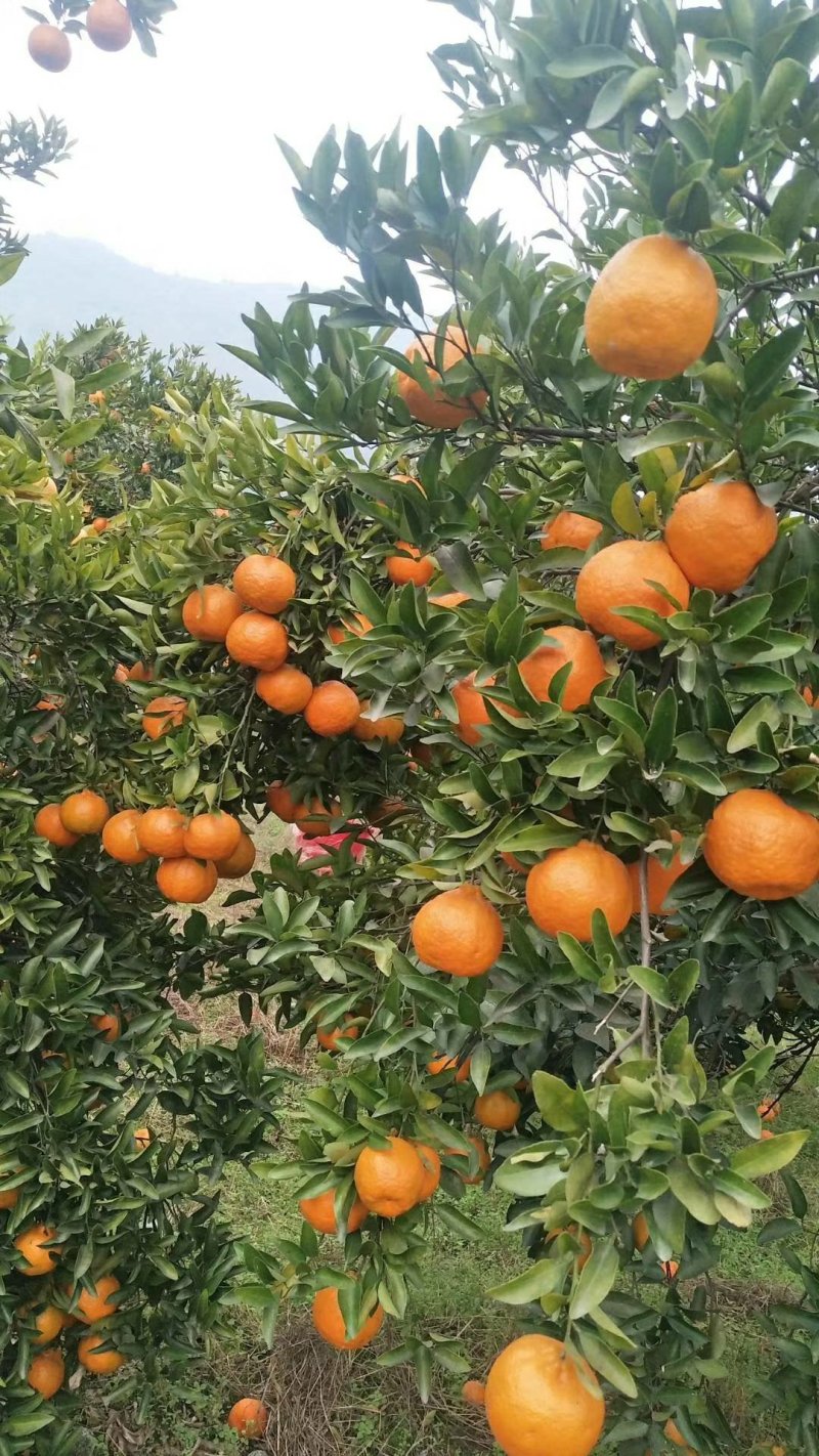 椪柑