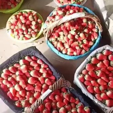 甜宝草莓大量上市诚信代办