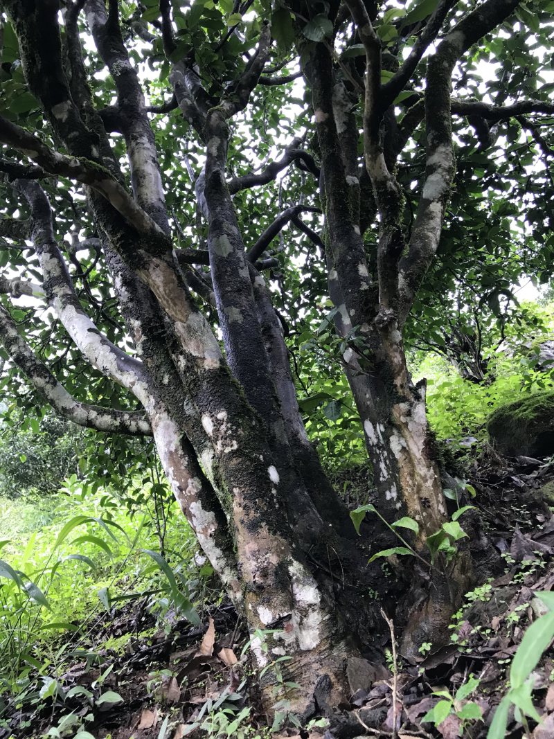勐库大雪山生态古树茶