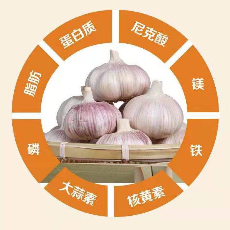 出售金乡大蒜，太空二号，个大皮厚，紫皮红亮。