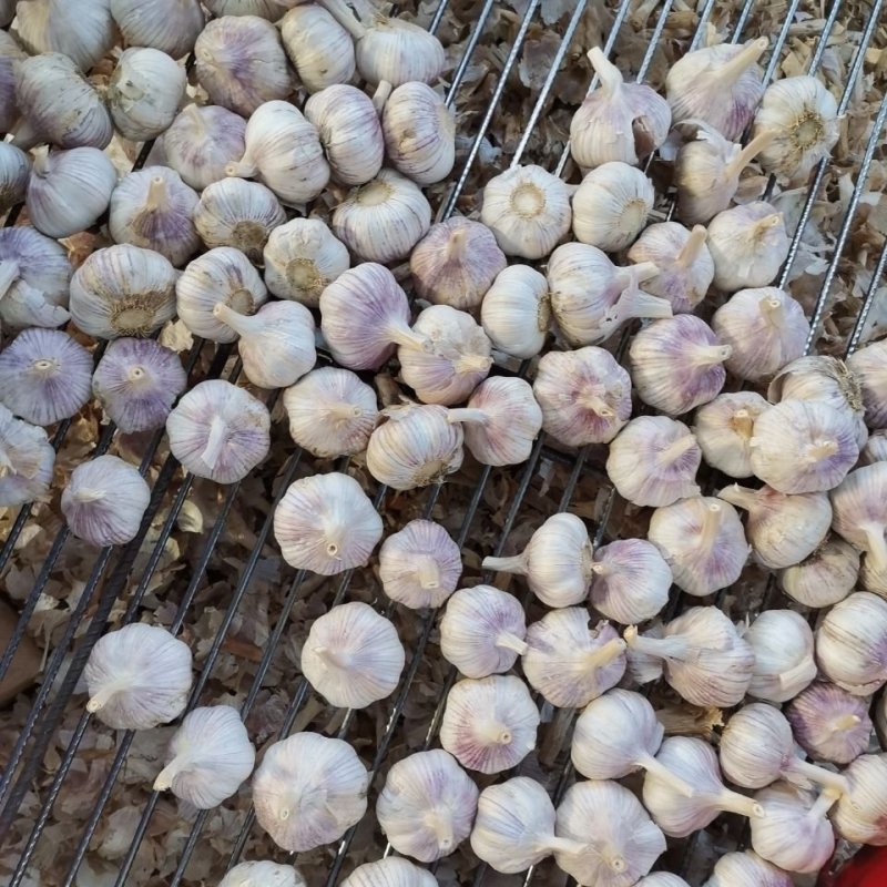 出售金乡大蒜，太空二号，个大皮厚，紫皮红亮。
