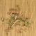 石韦大叶小叶各种规格无硫净货保正品批发零售各种中药材