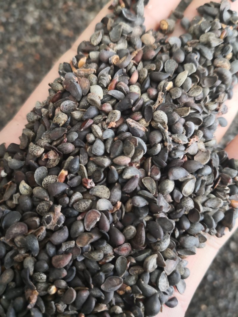 杜梨种籽发芽率90%以上自家加工纯新种籽