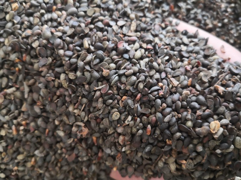 杜梨种籽发芽率90%以上自家加工纯新种籽