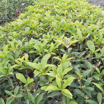 佛顶珠，佛顶珠桂花，四川佛顶珠苗价格，成都佛顶珠苗批发