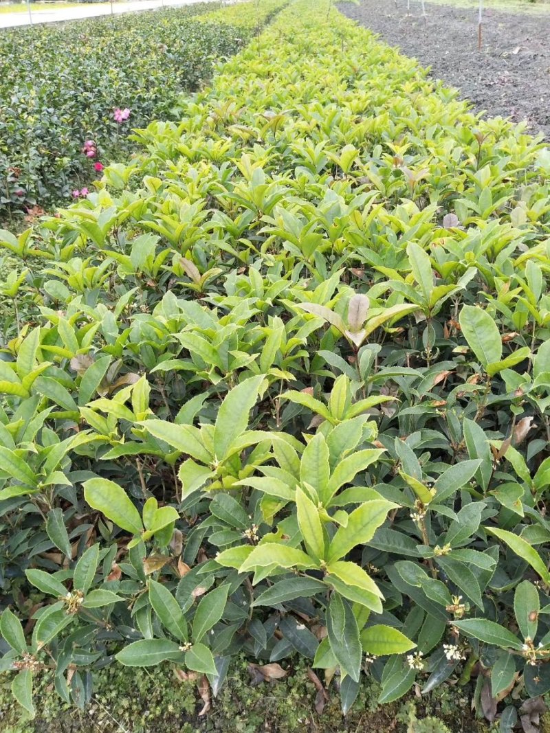佛顶珠，佛顶珠桂花，四川佛顶珠苗价格，成都佛顶珠苗批发