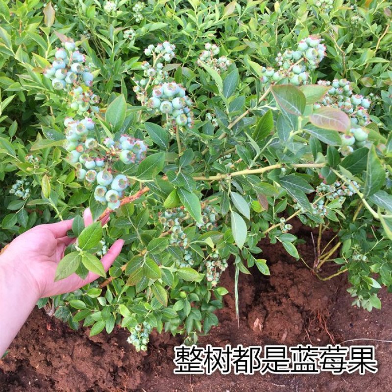 蓝莓苗品种齐全基地直发三包发货包技术成活
