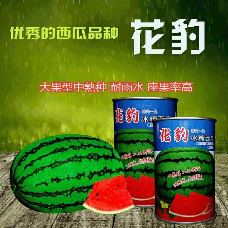 特大花皮西瓜种子赣新花豹耐雨水耐高温座果多皮薄坚韧瓤红籽