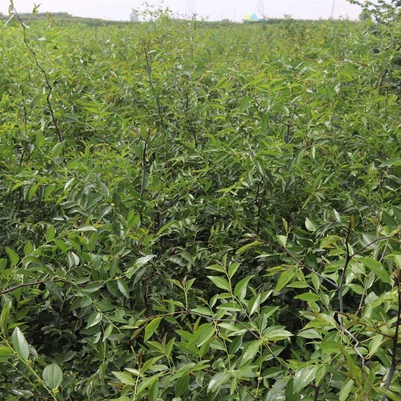 优质沾化冬枣苗包成活率现挖现卖死苗免费补发