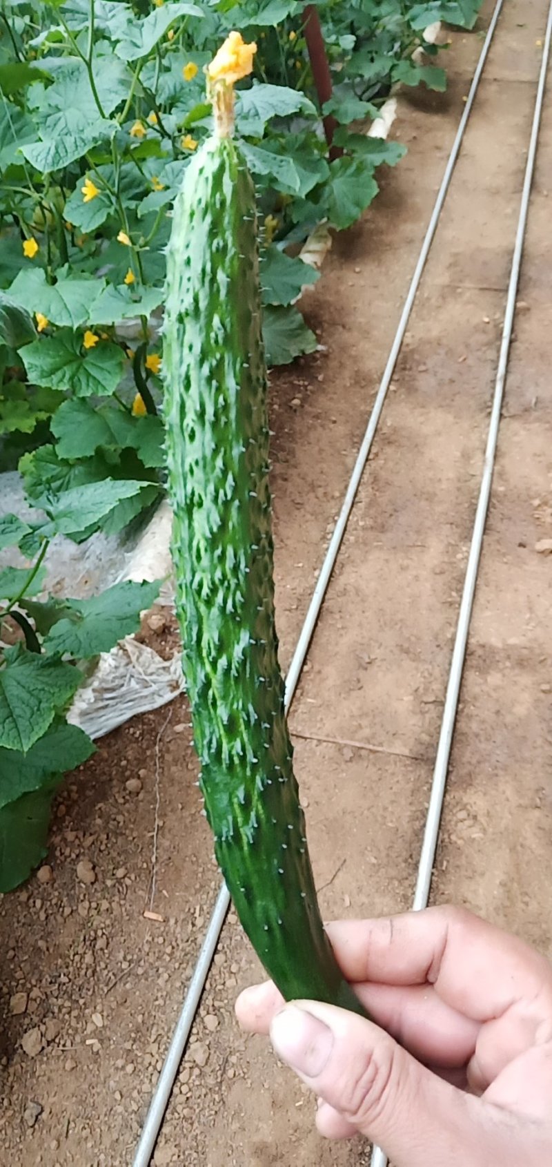 黄瓜，新鲜黄瓜，顶花带刺，保证新鲜，现摘现卖，品质优良