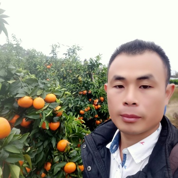 阳朔特产沃柑口感好水份足、现已大量上市，欢迎新老客户订购
