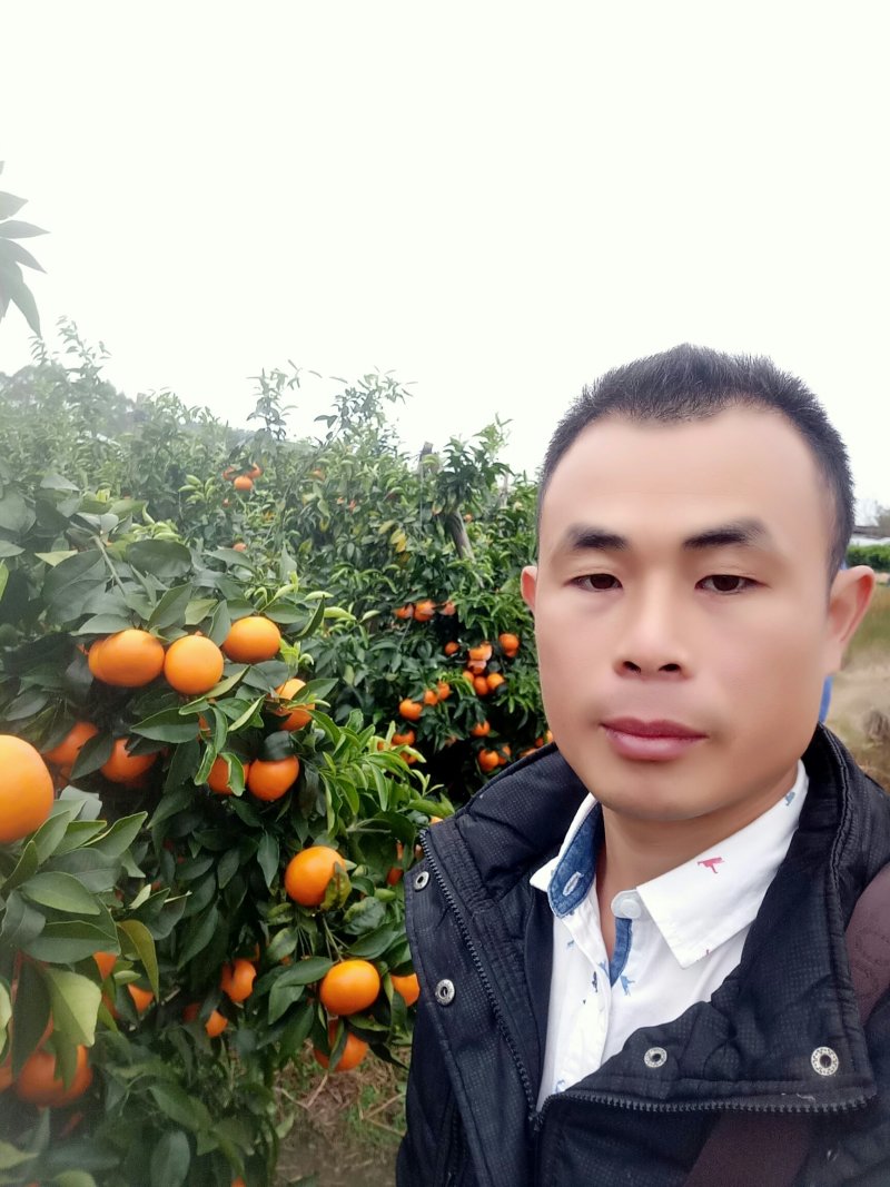 阳朔特产沃柑口感好水份足、现已大量上市，欢迎新老客户订购