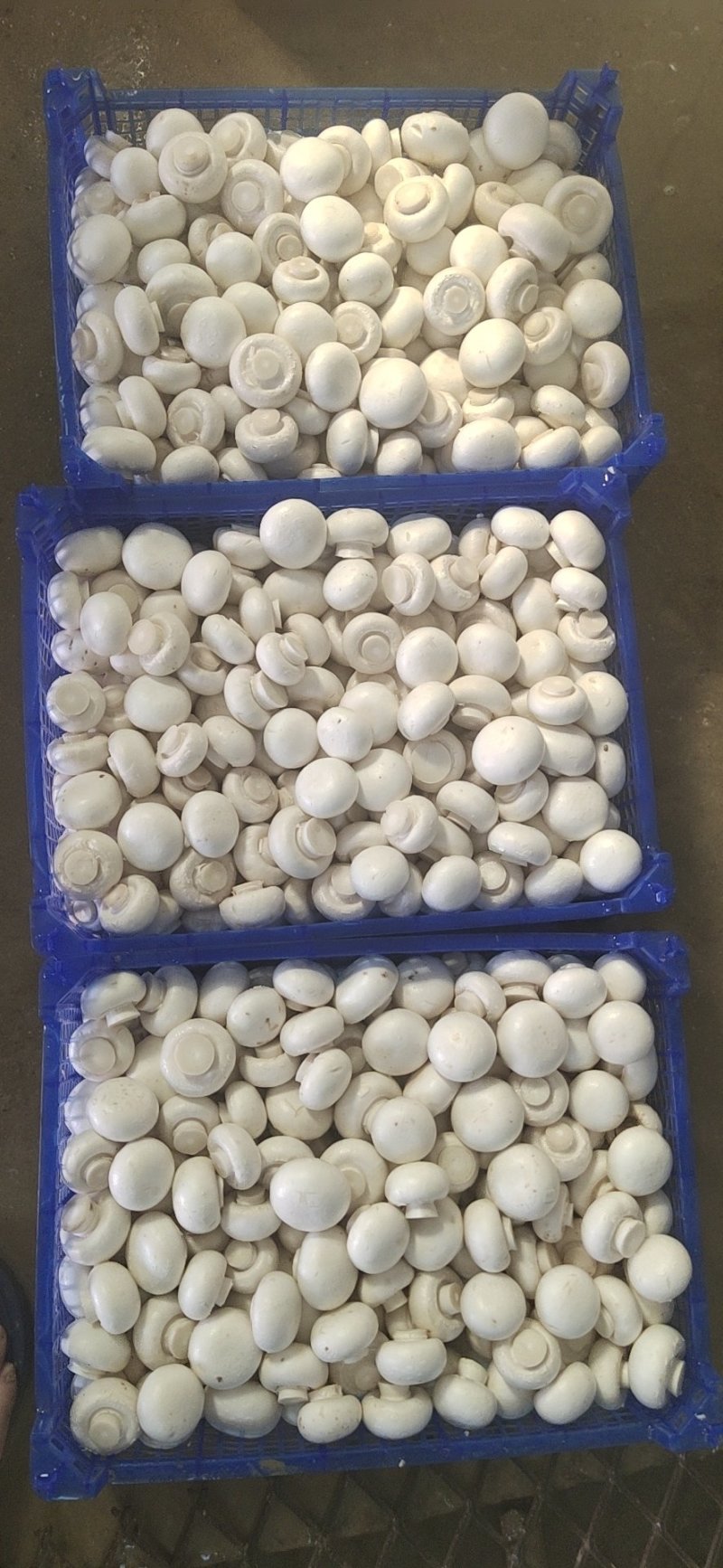 双孢菇基地各种等级双孢菇协助找车