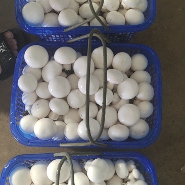 双孢菇基地各种等级双孢菇协助找车