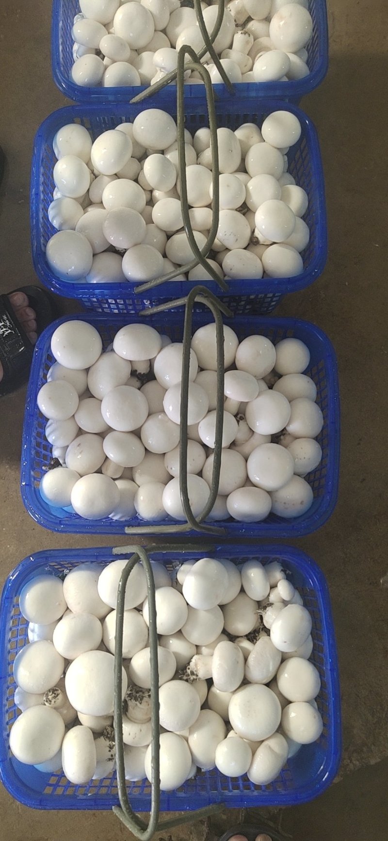 双孢菇基地各种等级双孢菇协助找车