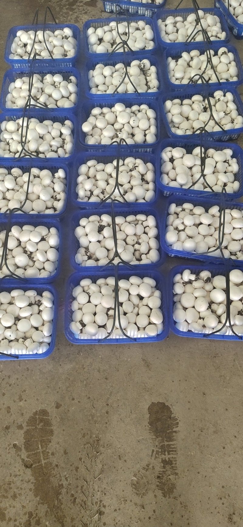 双孢菇基地各种等级双孢菇协助找车