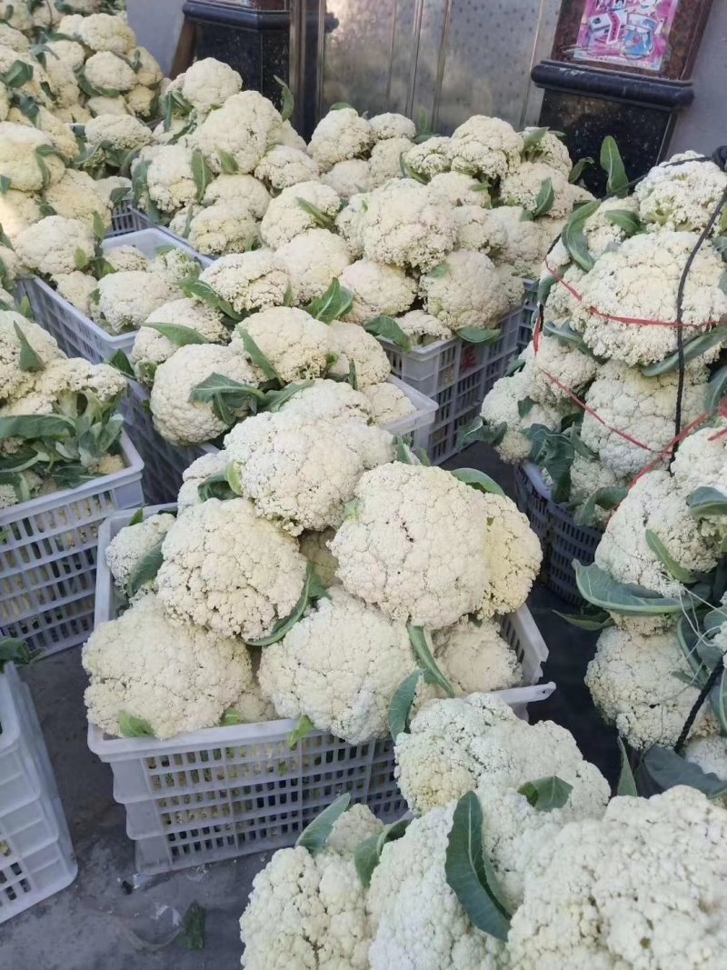 四川花菜成都蔬菜基地直供散花松花菜新鲜有机花菜