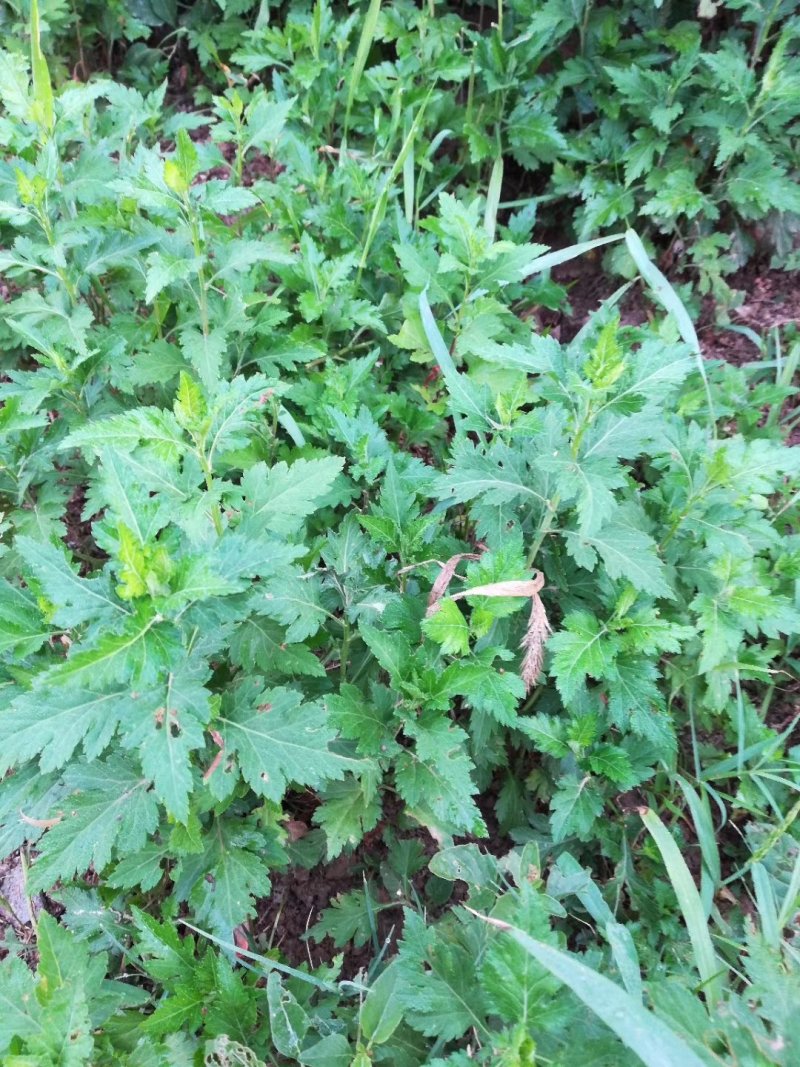 多年生蔬菜种苗～基地直接发货菊花脑种苗