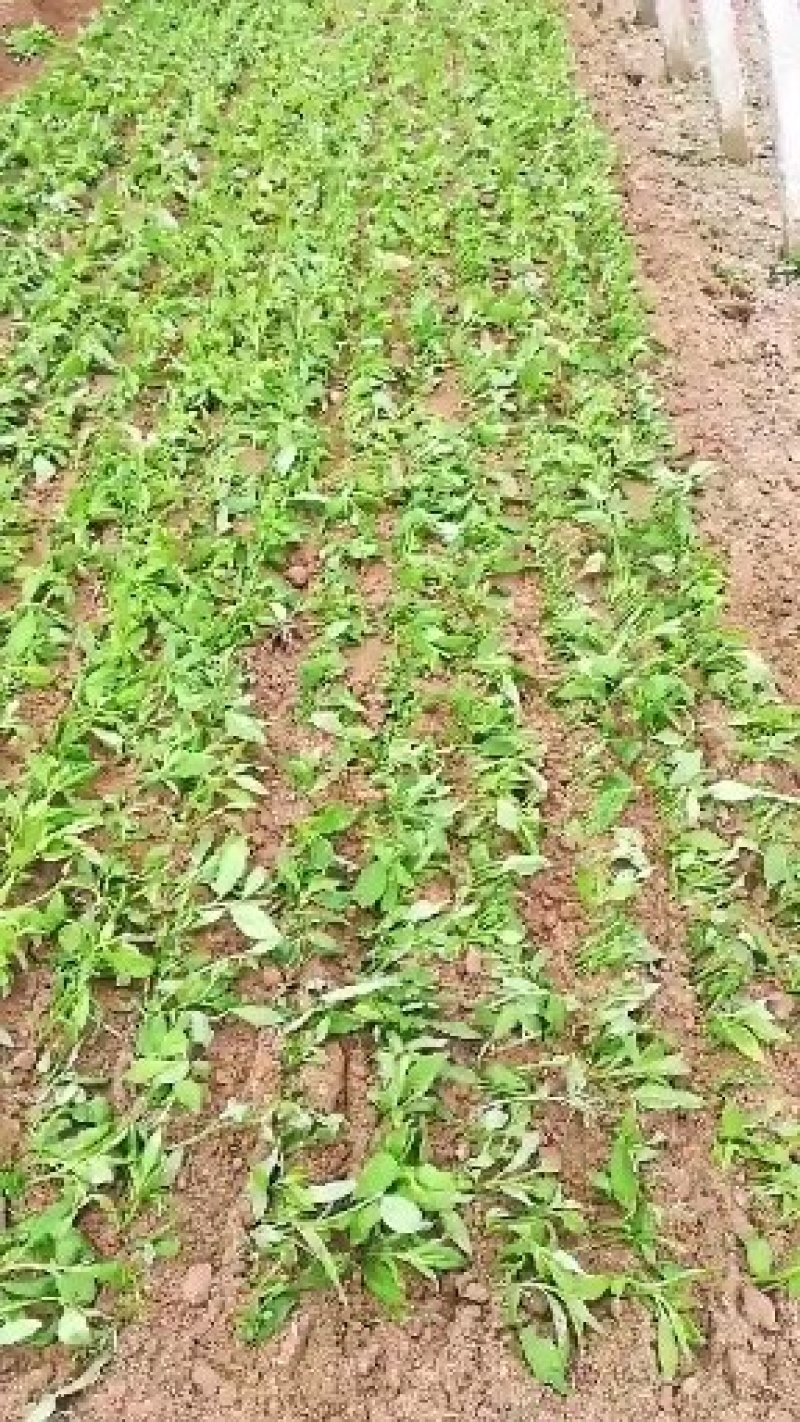多年生蔬菜种苗～基地直接发货菊花脑种苗