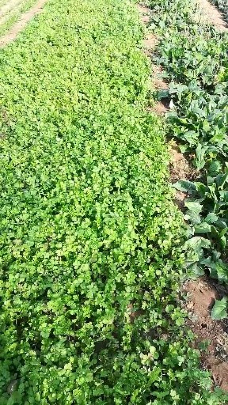 多年生蔬菜种苗～基地直接发货菊花脑种苗