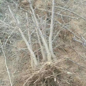 枣树苗
